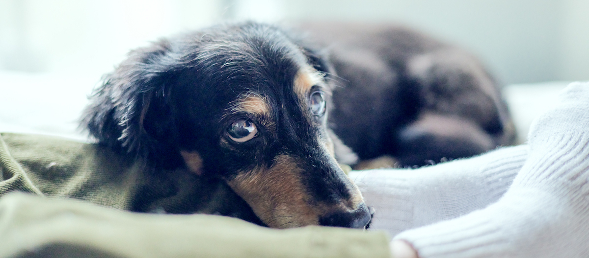 Hund schaut traurig Hund schaut traurig