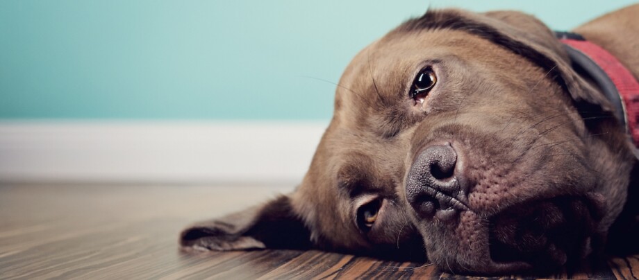 Hund liegt am Boden und sieht traurig aus Nahaufnahme eines großen braunen Hundes, der entspannt auf einem Holzboden in einem hellblauen Raum liegt und ein rotes Halsband trägt.