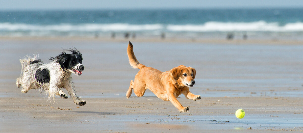 Hunde Spielen Ball Strand Hunde Spielen Ball Strand