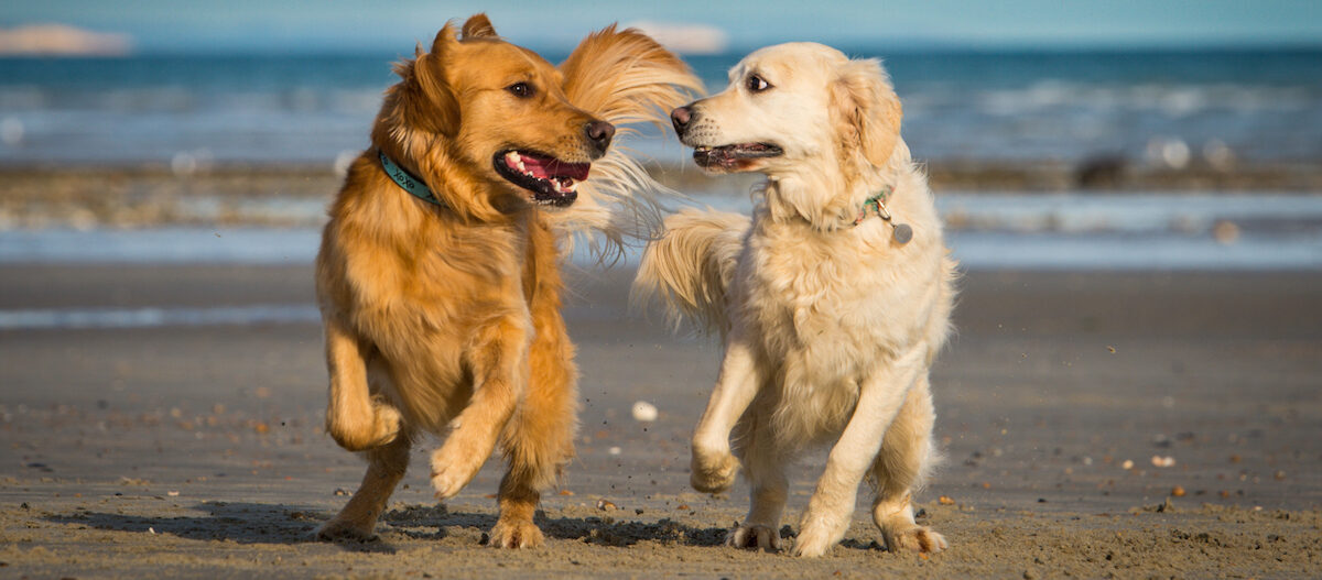 Hunde toben Strand Urlaub mit Hund in Holland
