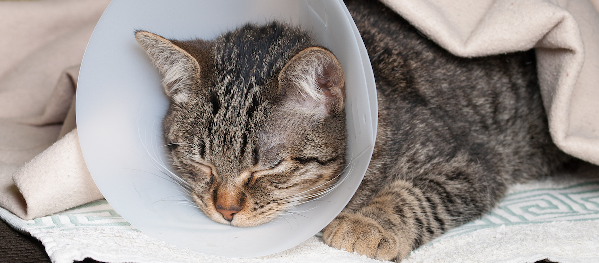 Schlafende getigerte Katze mit Schutzkragen auf weicher Decke zur Genesung