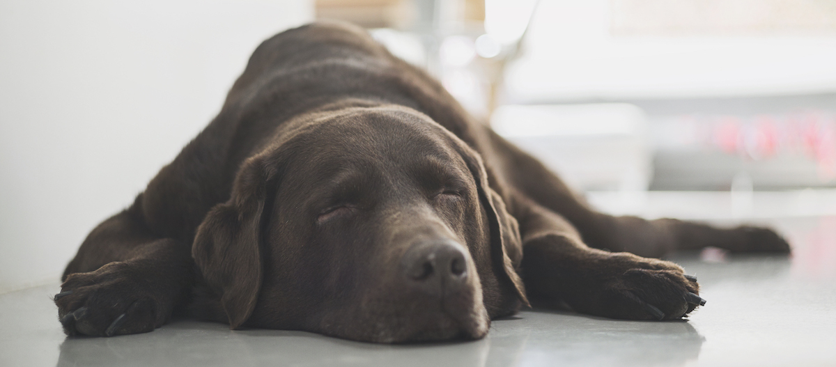 Schlafposition Superman: Hund streckt alle Viere von sich Schlafposition Superman: Hund streckt alle Viere von sich