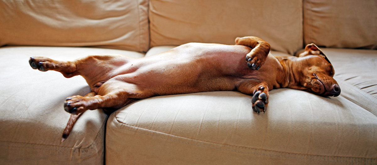 Schlafposition Yoga-Hund: Hund schläft auf dem Rücken Schlafposition Yoga-Hund: Hund schläft auf dem Rücken