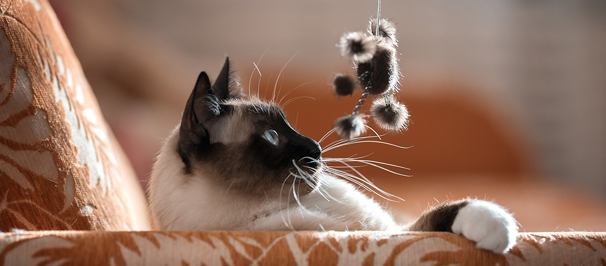 Siamkatze spielt mit Katzenangel Siamkatzen wollen spielen