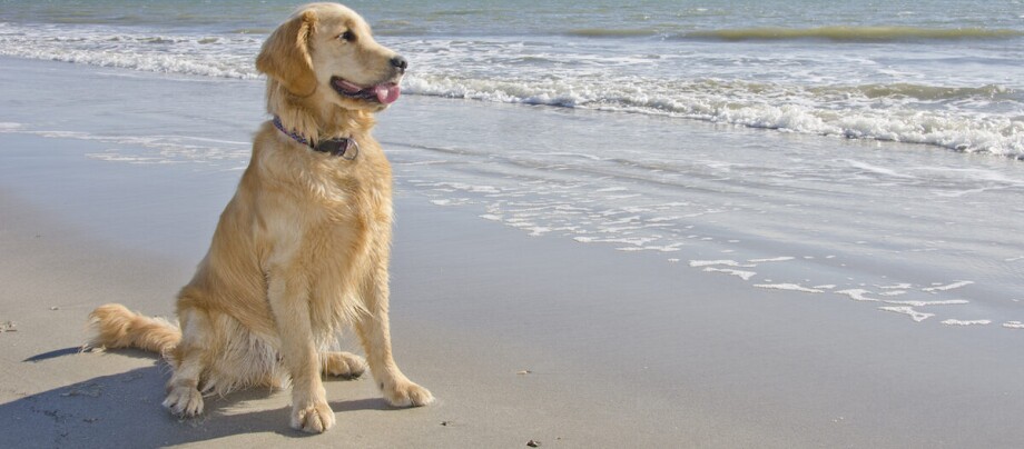 Urlaub Hund Holland Goldener Retriever sitzt glücklich am Strand neben sanften Wellen des Meeres