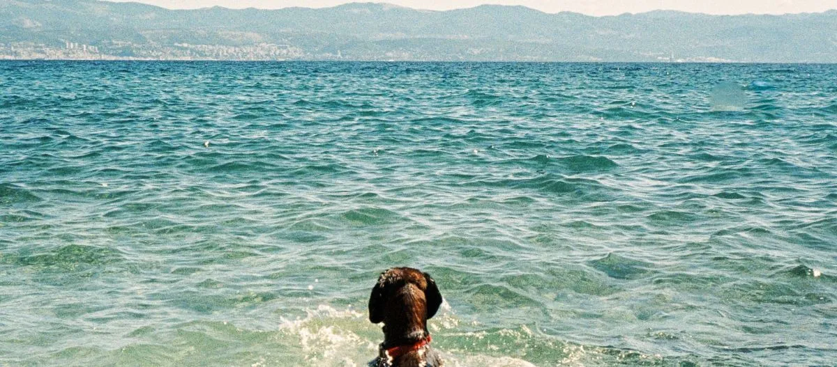 Hund im klaren Meerwasser blickt auf entfernte Berge am Horizont