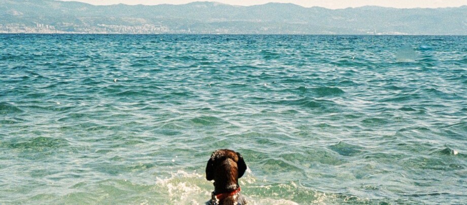 Hund schwimmt im Meer Hund im klaren Meerwasser blickt auf entfernte Berge am Horizont