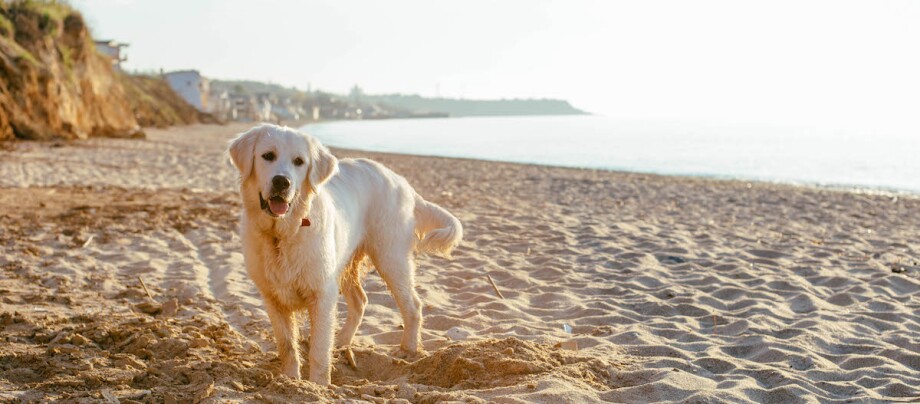 Golden Retriever steht am Strand Golden Retriever steht glücklich am Sandstrand bei Sonnenuntergang mit Meer und Klippen im Hintergrund