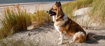 Braun-weißer Hund sitzt entspannt auf Sanddünen mit Strandgras am ruhigen Meer