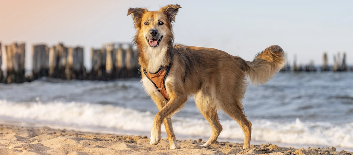 Glücklicher mittelgroßer Hund mit braun-weißem Fell und Geschirr am Sandstrand mit Meer und Holzpfählen im Hintergrund