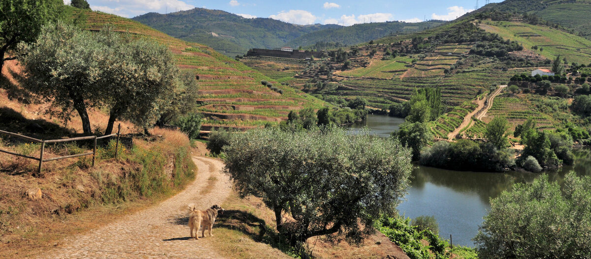 Landschaft mit terrassierten Weinbergen, Olivenbäumen, einem Hund auf einem Feldweg und einem ruhigen Fluss in einer ländlichen Weinregion.