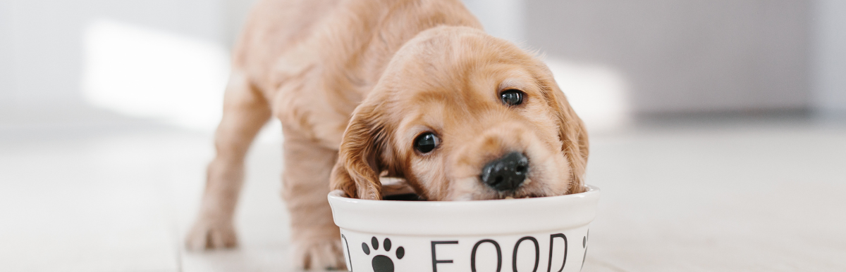 Ein Golden Retriever Welpe frisst aus einem Napf Niedlicher Golden Retriever Welpe frisst aus weißem Futternapf mit Pfotenabdrücken und Schriftzug