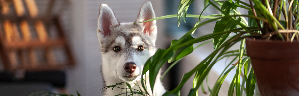 Ein junger Husky schaut hinter Pflanzen hervor- Nahaufnahme eines neugierigen Siberian Husky, der zwischen grünen Zimmerpflanzen hindurchblickt, mit weiß-grauem Fell und hellen Augen.