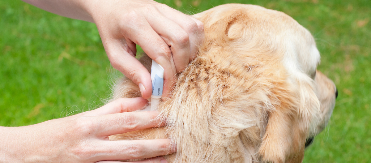 Hund bekommt Zeckenschutz durch Spot-on Präparat Hundebesitzer trägt Spot-On Floh- und Zeckenschutz auf den Hals eines Golden Retrievers im Garten auf