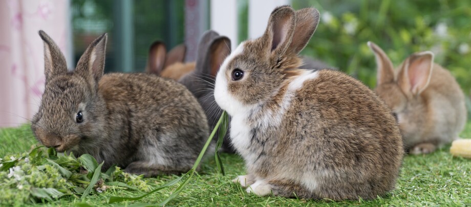 Zwergkaninchen auf einer Wiese Zwergkaninchen auf einer Wiese