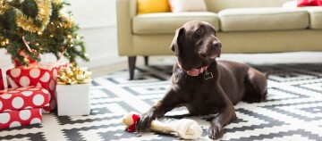 Schokoladenfarbener Labrador liegt auf einem schwarz-weißen Teppich neben einem großen Knochen mit roter Schleife, Weihnachtsbaum und Geschenken im Wohnzimmer.