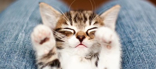 Niedliches schlafendes getigertes Kätzchen liegt entspannt auf Jeans im Schoß