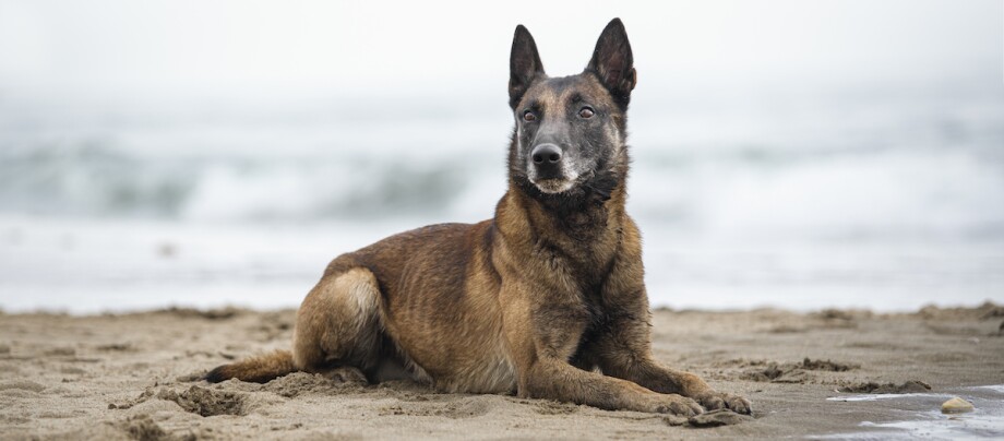 Belgischer Schäferhund liegt am Strand Belgischer Malinois liegt aufmerksam am Sandstrand mit Meer im Hintergrund