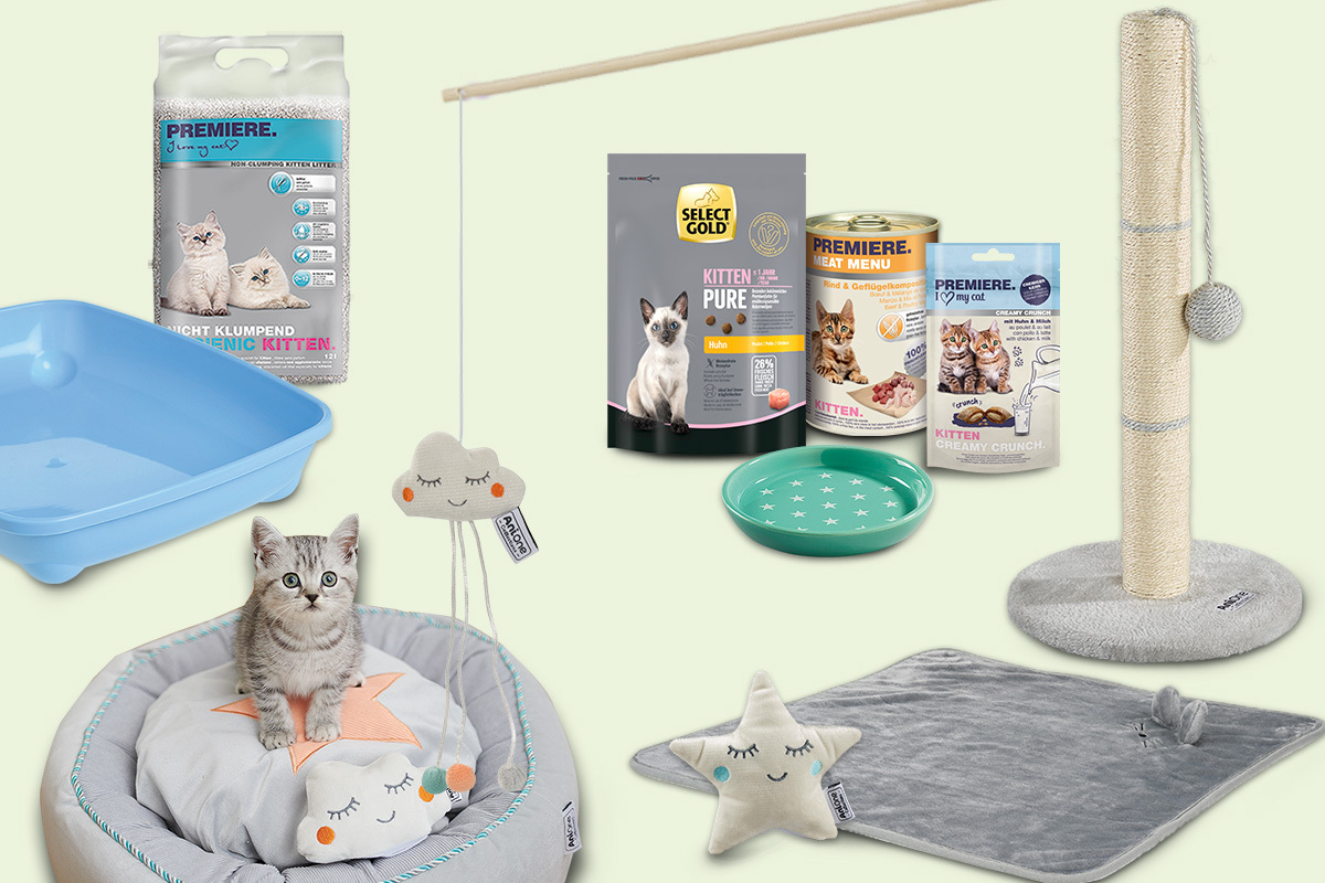 Katzenspielzeug, Katzenbett, Kratzbaum, Katzenfutter und Katzenstreu für Kätzchen - Komplettes Kitten-Pflegeset