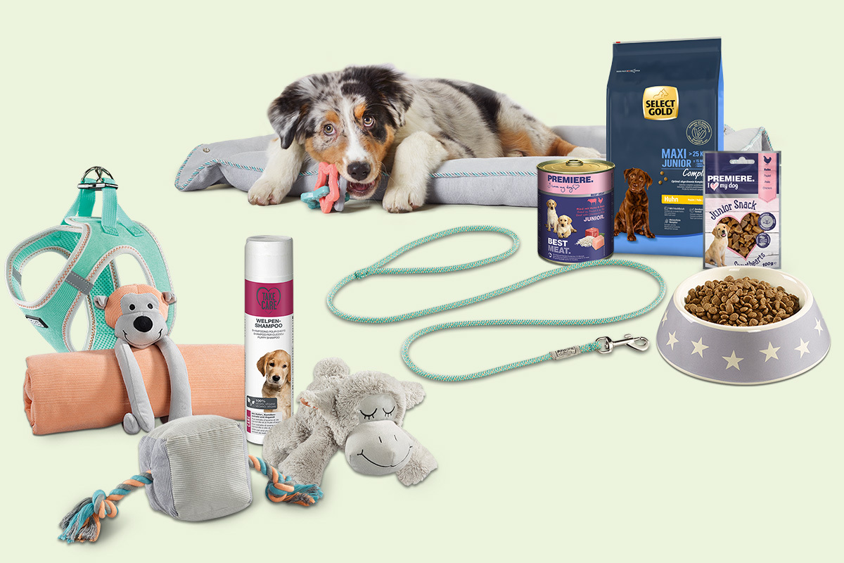 Welpe liegt auf Hundebett, umgeben von Hundezubehör wie Futter, Leine, Spielzeug, Shampoo und Napf für optimale Welpenpflege.