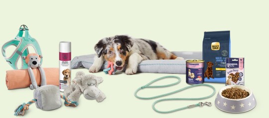 Australian Shepherd Welpe liegt auf einem Hundebett, umgeben von Welpenzubehör wie Geschirr, Leine, Spielzeug, Shampoo, Nass- und Trockenfutter sowie einem Futternapf.