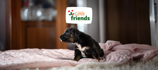 DE_KW43_rethink_littlefriends_LW_OS_NL_App.OS_3 Kleiner schwarzer und brauner Welpe mit weißen Flecken sitzt auf rosa Decke im Schlafzimmer, Little Friends Logo darüber