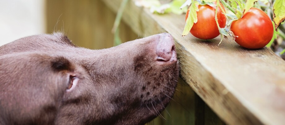 Hund schnuppert an Tomaten Brauner Hund schnuppert an reifen roten Tomaten auf einem Holzbrett im Garten