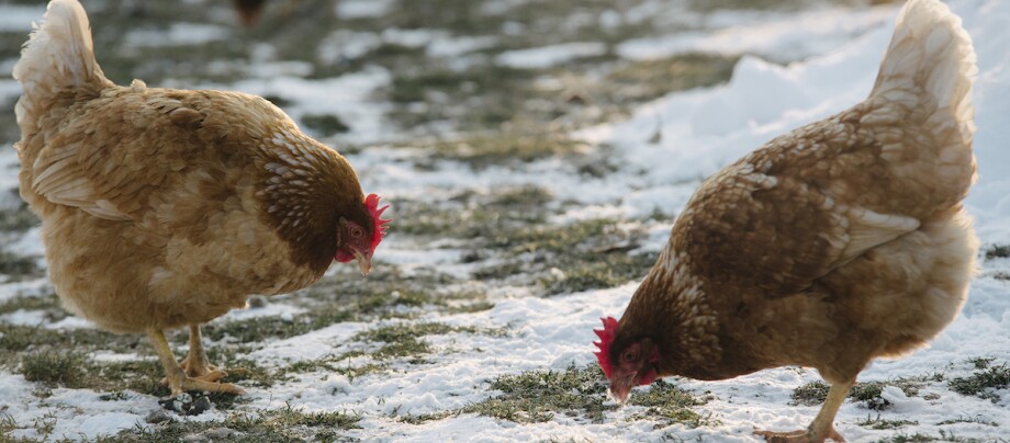 Zwei braune Hühner picken auf schneebedecktem Boden im Winter