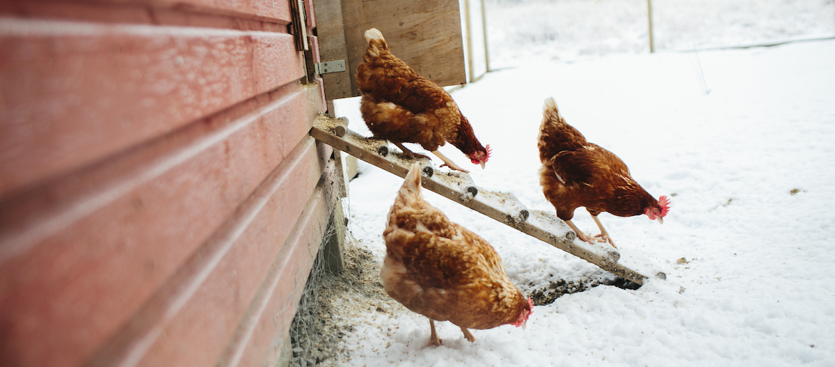Hühner im Winter
