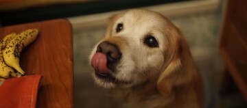 Nahaufnahme eines Golden Retriever Hundes, der seine Nase leckt, neben einem Holztisch mit reifen, braun gesprenkelten Bananen.