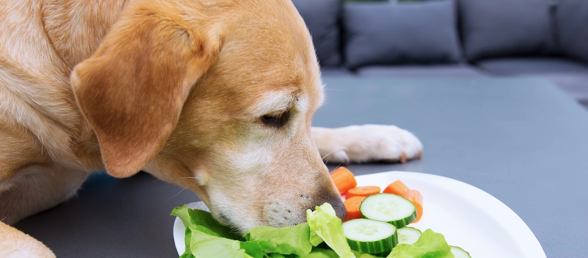 Labrador-Hund schnuppert an frischem Salat mit Gurken und Karotten auf weißem Teller