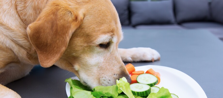 Labrador-Hund schnuppert an frischem Salat mit Gurken und Karotten auf weißem Teller