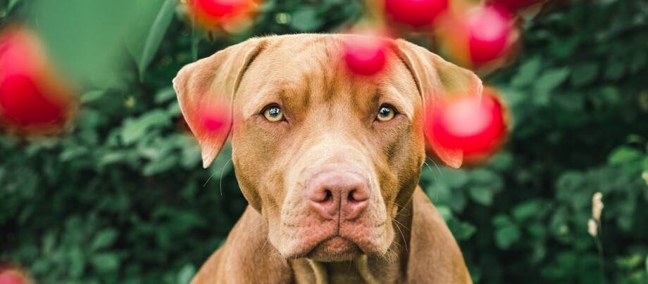 Nahaufnahme eines braunen Hundes mit aufmerksamem Blick, umgeben von grünen Blättern und roten Beeren im Garten