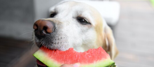 Hund isst saftige Wassermelone Nahaufnahme, Labrador Retriever genießt frisches Sommerobst
