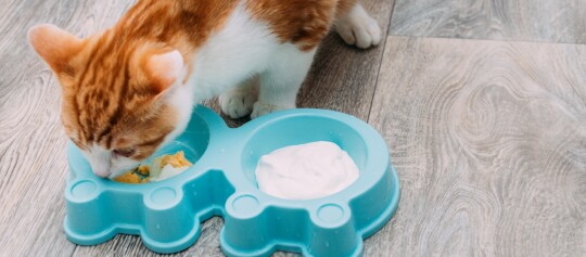 Orange-weiße Katze frisst aus blauem Doppelnäpfen mit Ei und Joghurt auf Holzboden