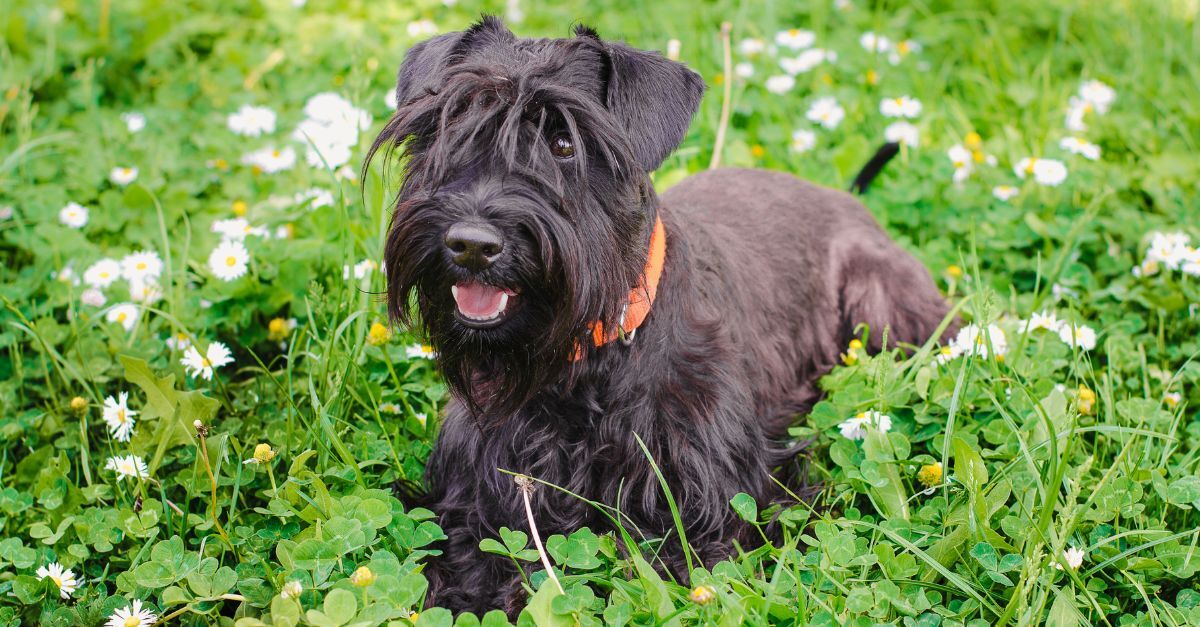 hund-mittelschnauzer-schwarz Schwarzer Schnauzer liegt im Gras.