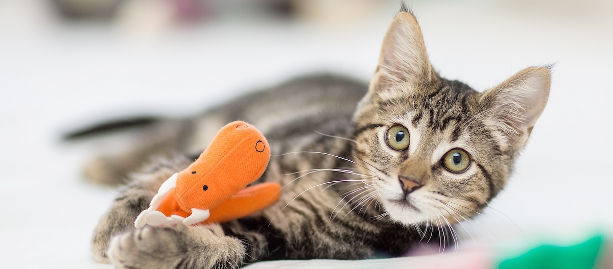 Junge Katze liegt mit einem Stoffspielzeug auf dem Boden und schaut in die Kamera. Junges getigertes Kätzchen mit grünen Augen spielt mit einem orangefarbenen Plüschtier auf hellem Hintergrund