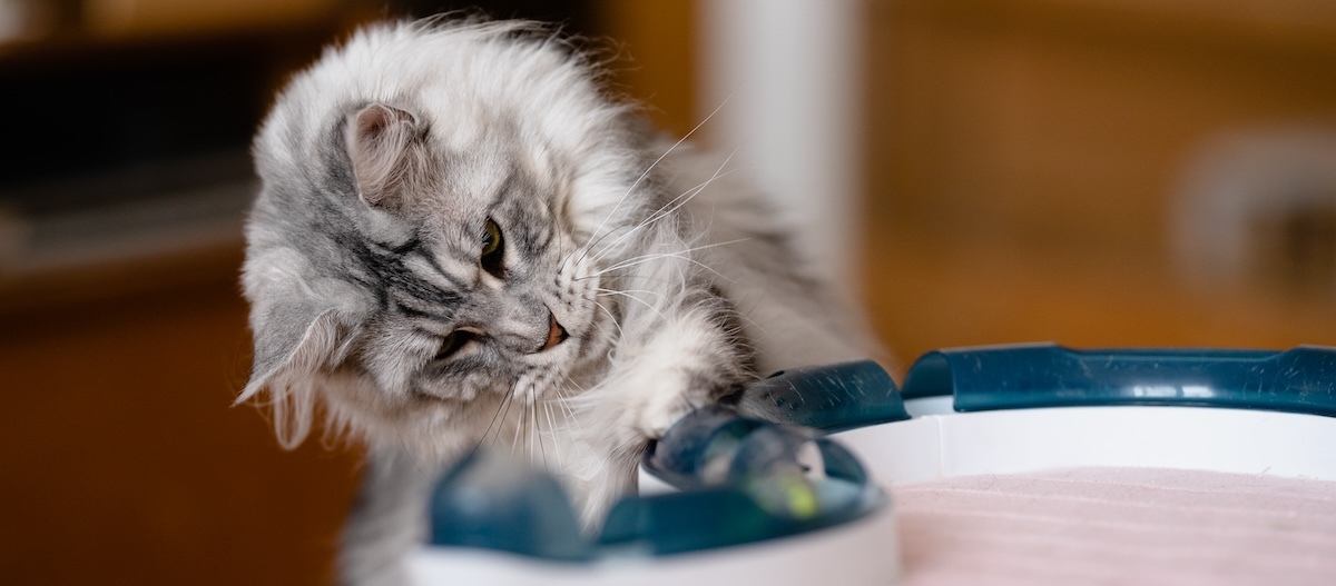 Maine Coon spielt mit einem technischen Spielzeug. Flauschige graue und weiße Katze spielt neugierig mit interaktivem blau-weißem Katzenspielzeug