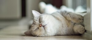 Schlafende grau gestreifte Katze, entspannt auf glattem Boden liegend