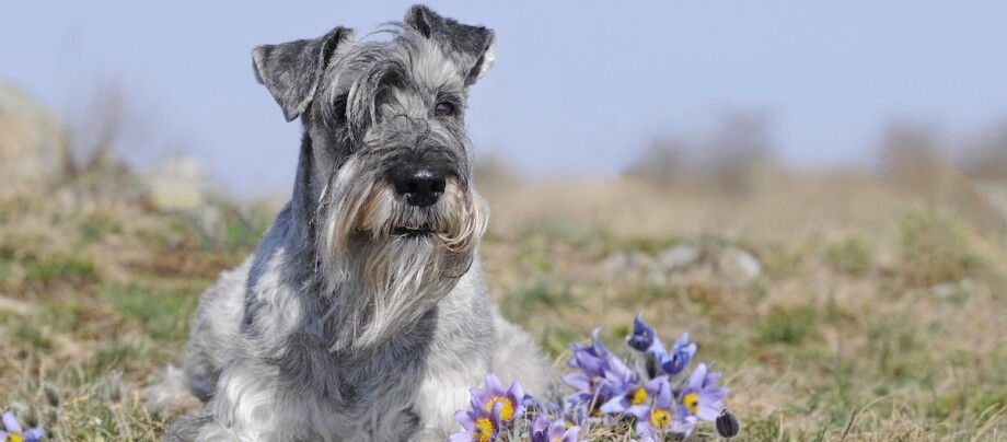 Ein grauer Schnauzer liegt im Gras. Schnauzer-Hund liegt auf der Wiese neben lila Frühlingsblumen bei klarem Himmel