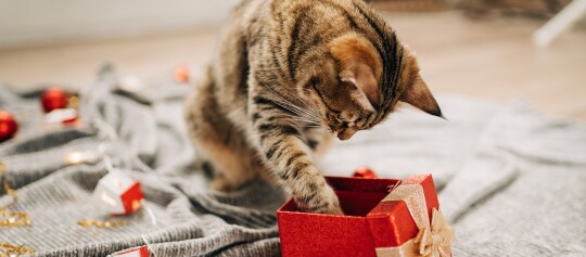 Neugierige getigerte Katze erkundet rotes Geschenk mit goldenem Band auf grauer Decke, weihnachtliche Dekoration im Hintergrund