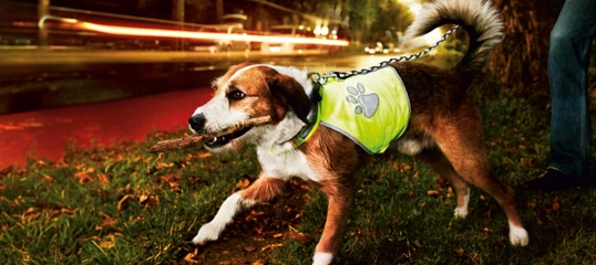 Ein mittelgroßer Hund mit braun-weißem Fell trägt eine leuchtend gelbe reflektierende Weste mit Pfotenabdruck und hält einen Stock im Maul, während er nachts auf Gras läuft.