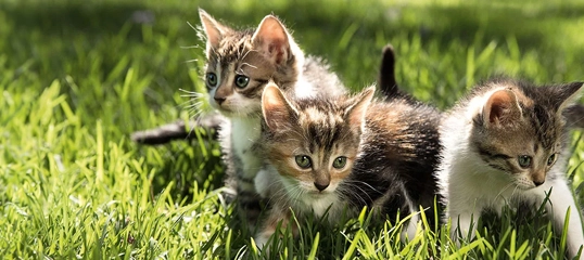 Drei niedliche Kätzchen mit getigertem und weißem Fell spielen neugierig auf grünem Gras im Sonnenlicht.