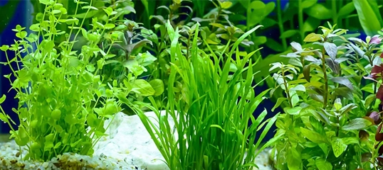 Lebendige grüne Wasserpflanzen in einem Aquarium mit weißem Kiesboden