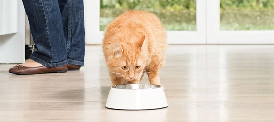 Orangefarbene Katze frisst aus weißem Napf auf hellem Holzboden in hellem Raum mit Person im Hintergrund