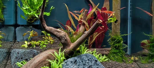 Frischwasser-Aquarium mit Treibholz, Vulkanstein und bunten Wasserpflanzen