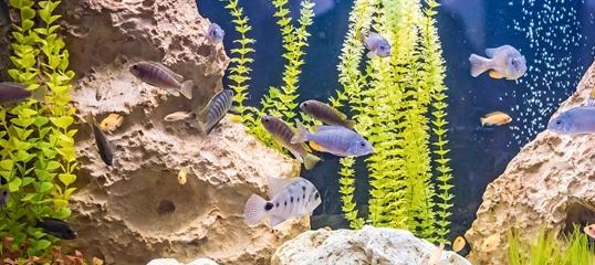 Buntes Aquarium mit verschiedenen tropischen Fischen, grünen Wasserpflanzen und natürlichen Felsen im Hintergrund.