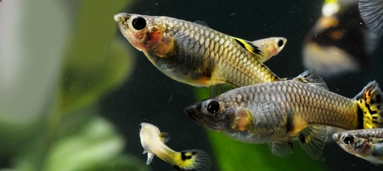 Nahaufnahme von bunten Guppy-Fischen, die in einem Aquarium mit grünen Wasserpflanzen schwimmen