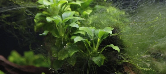 Nahaufnahme von grünen Wasserpflanzen und feinen Algenfäden auf Treibholz in einem Aquarium