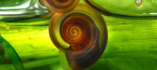 Nahaufnahme einer spiralförmigen Schneckenschale vor grünem Pflanzenhintergrund
